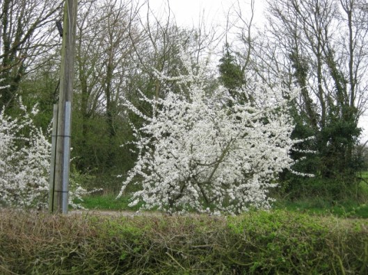 027Blackthorn at front of house (640x480)