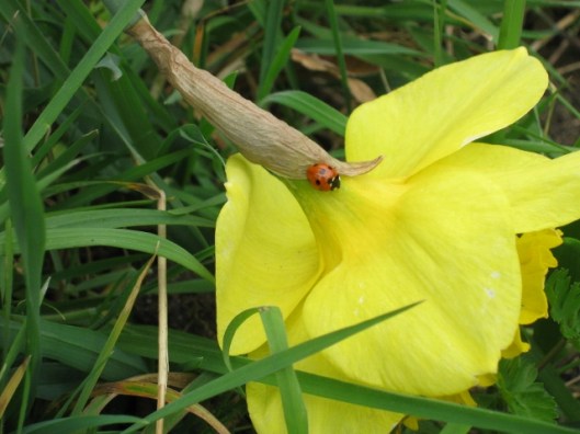 028Seven spot ladybird on daffodil (640x480)