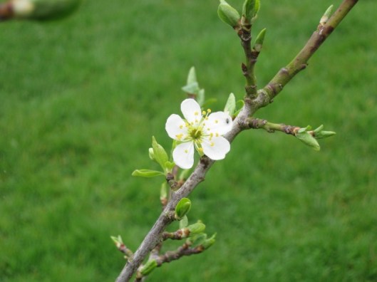 031Greengage flower (640x480)