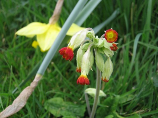036Orange-red cowslip (640x480)