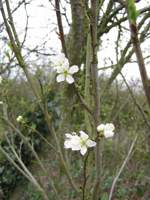 037Damson or bullace flowers (480x640)
