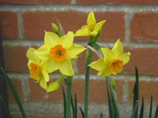 039Jonquils (640x480)