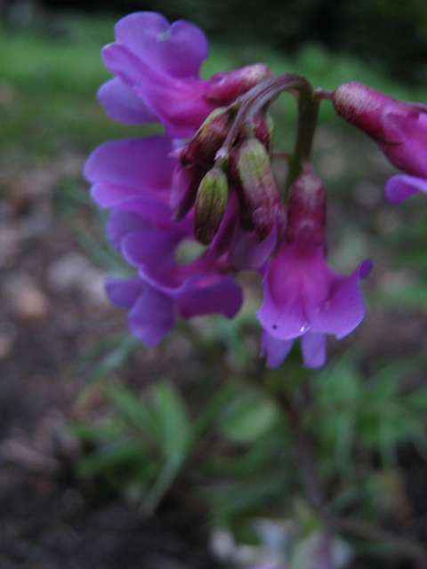 040Lathyrus vernus 'Spring Beauty' (480x640)