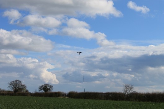 046Birdscarer kite (640x427)