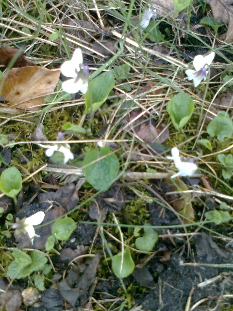 001White violets (480x640)