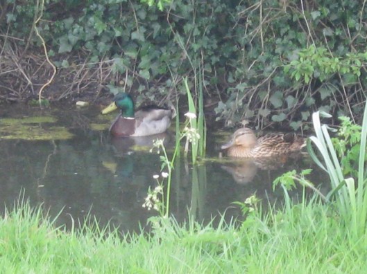 003Duck and drake mallard (640x480)