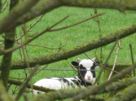 003Jacob lamb (640x480)