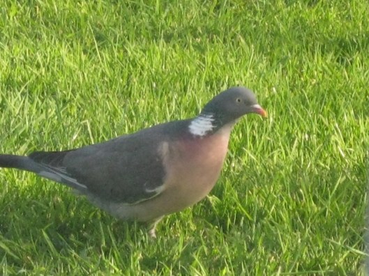 003Wood pigeon (640x480)