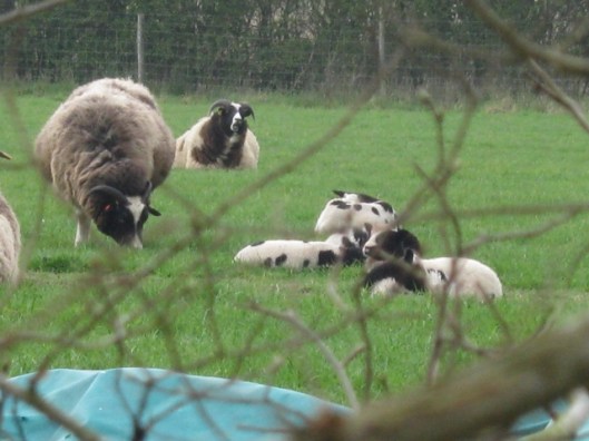 004Jacob ewes & lambs (640x480)