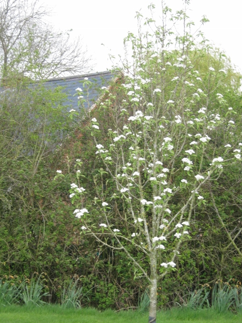 004Pear tree (480x640)