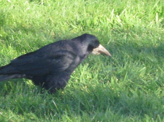 004Rook showing beak (640x480)