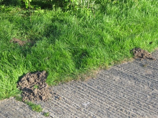 005Mole hills (640x480)