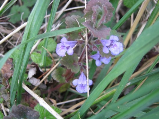006Ground ivy (640x480)