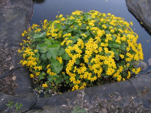 006Marsh marigold in small pond (640x480)