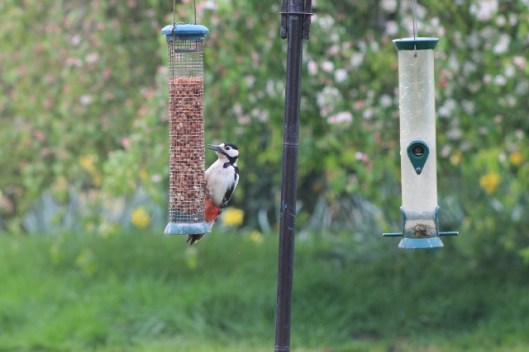 006Woodpecker on peanuts (640x427)
