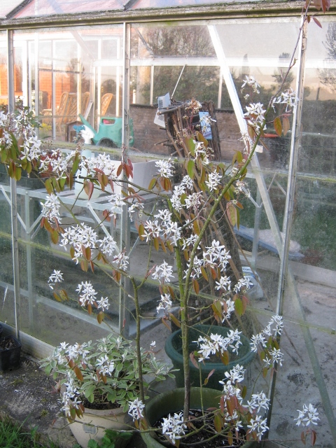 007Amelanchier (480x640)