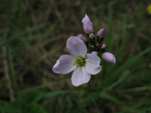 007Cuckoo flower (640x480)