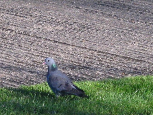 007Stock dove (640x480)