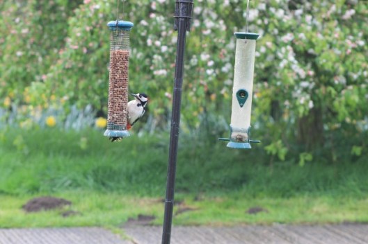 007Woodpecker on peanuts (640x427)