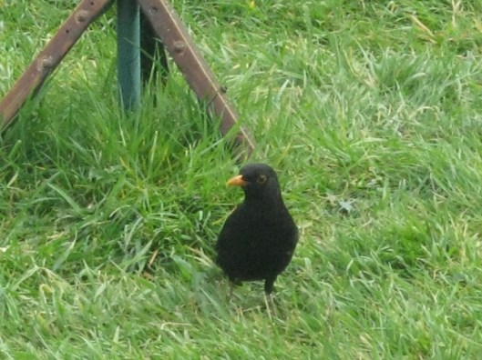 008Blackbird (640x480)