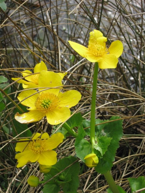 008Marsh marigold (480x640)
