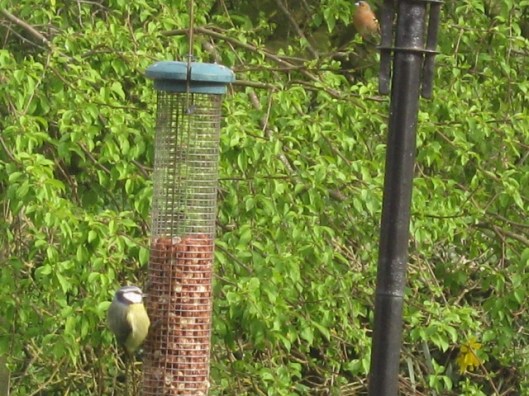 009Bluetit on feeder (640x480)