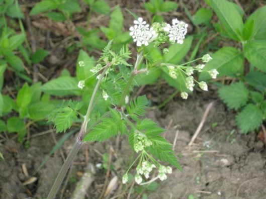 011Cow Parsley (640x480)