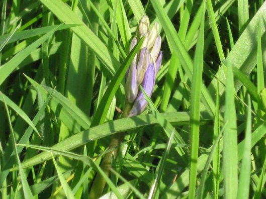012Bluebell (640x480)