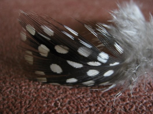 012Spotted feather (640x480)