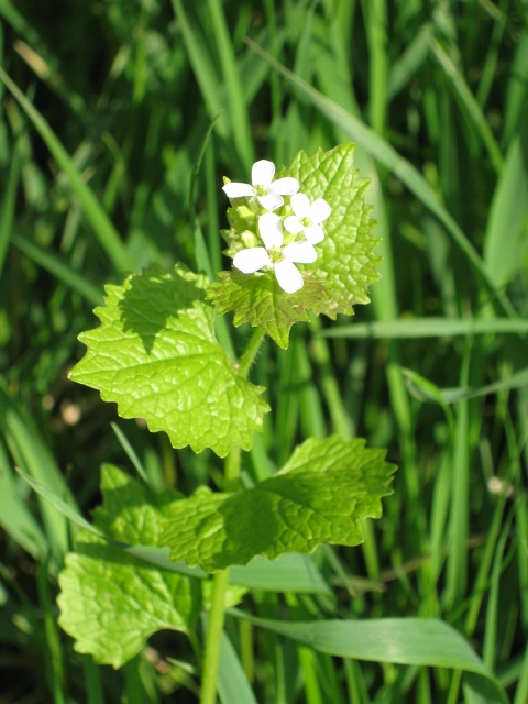 013Garlic Mustard (480x640)
