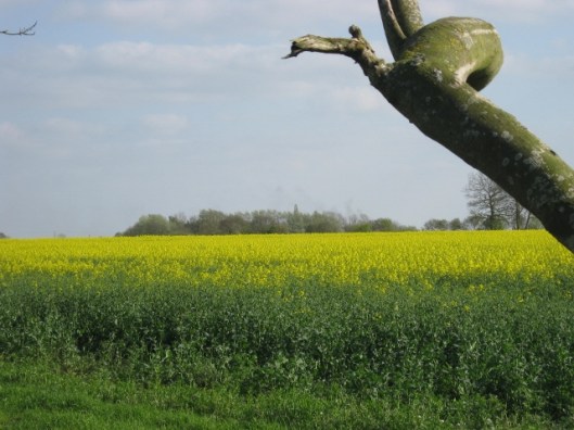 016Oil-seed rape field to the right (640x480)