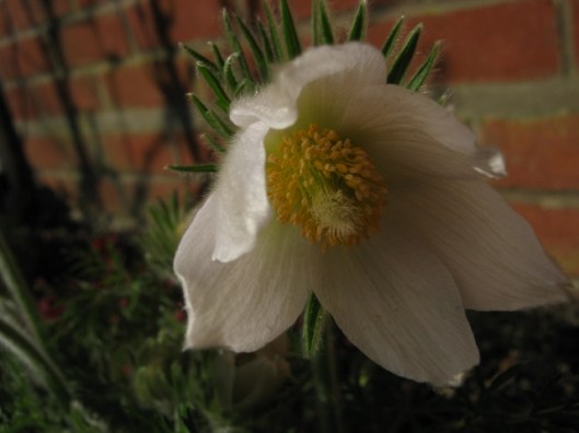 021Pasque flower (640x480)