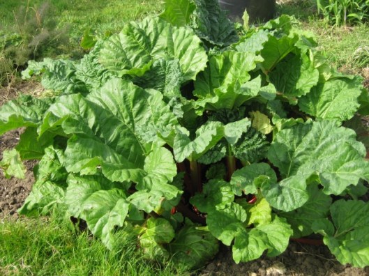 024Rhubarb (640x480)