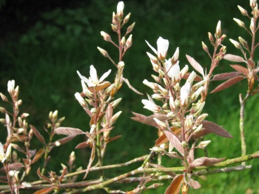 025Amelanchier (640x480)