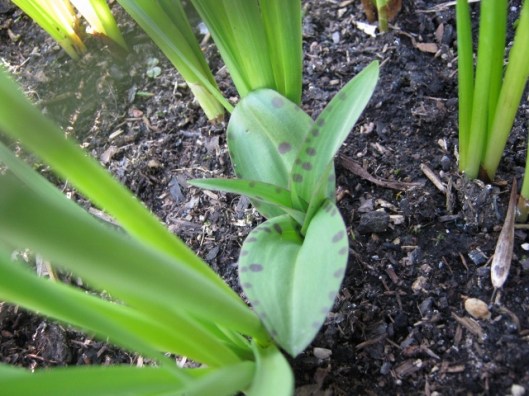 025Orchid coming up in tub of jonquils (640x480)