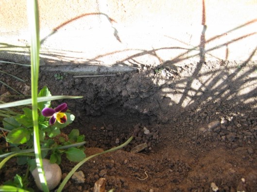 027Hole dug by rabbit (640x480)