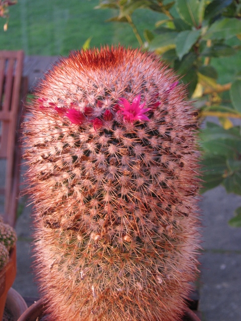 039Cactus in flower (480x640)