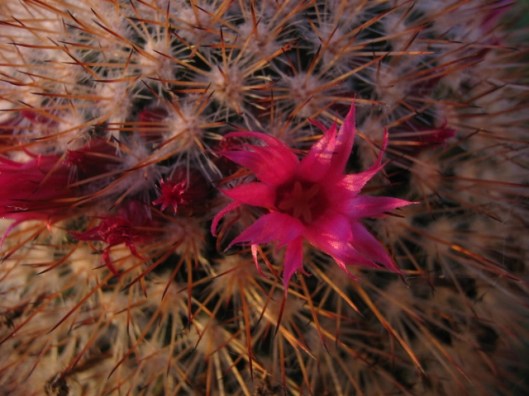 040Cactus flower (640x480)