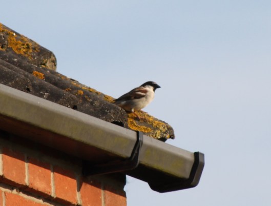 004Male House Sparrow