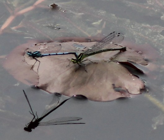 020Damselflies