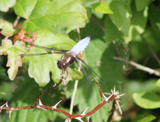 029Dragonfly M Black-Tailed Skimmer