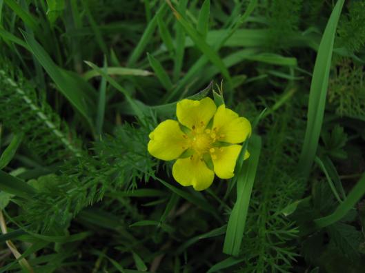 003Creeping Tormentil