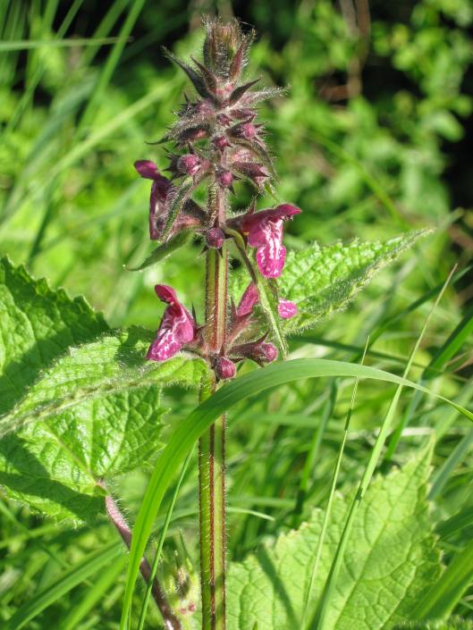 003Hedge Woundwort