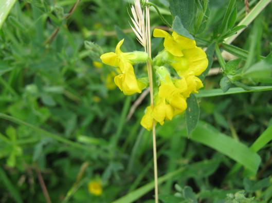 003Meadow Vetchling