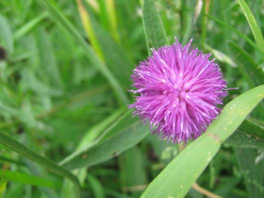 004Common Knapweed