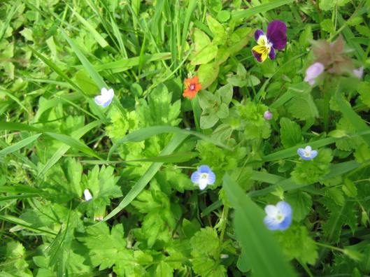 005Wild flowers - speedwell, heartsease, scarlet pimpernel & red deadnettle