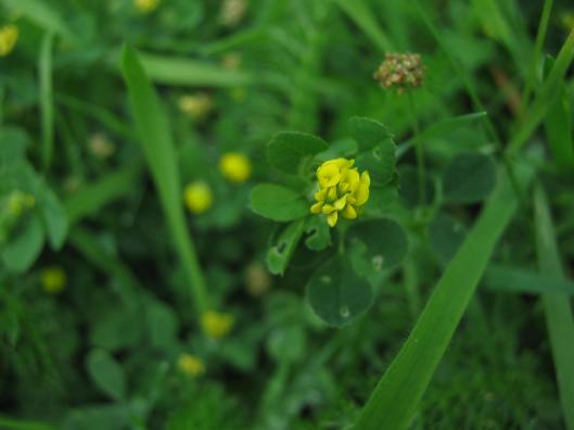 006Black Medick