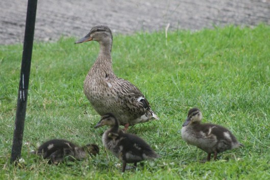 006Mallard duck with ducklings