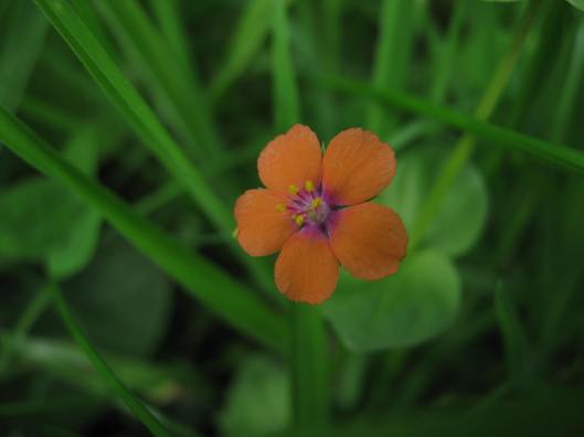 008Scarlet Pimpernel