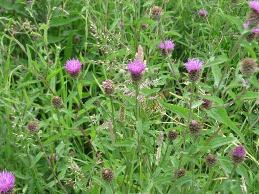 011Common Knapweed